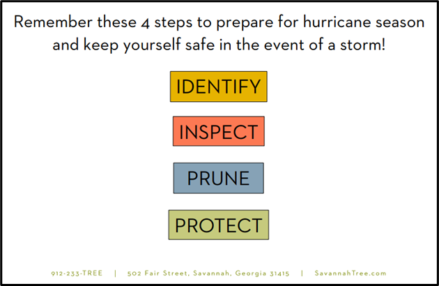 Hurricane Prep For Your Trees!