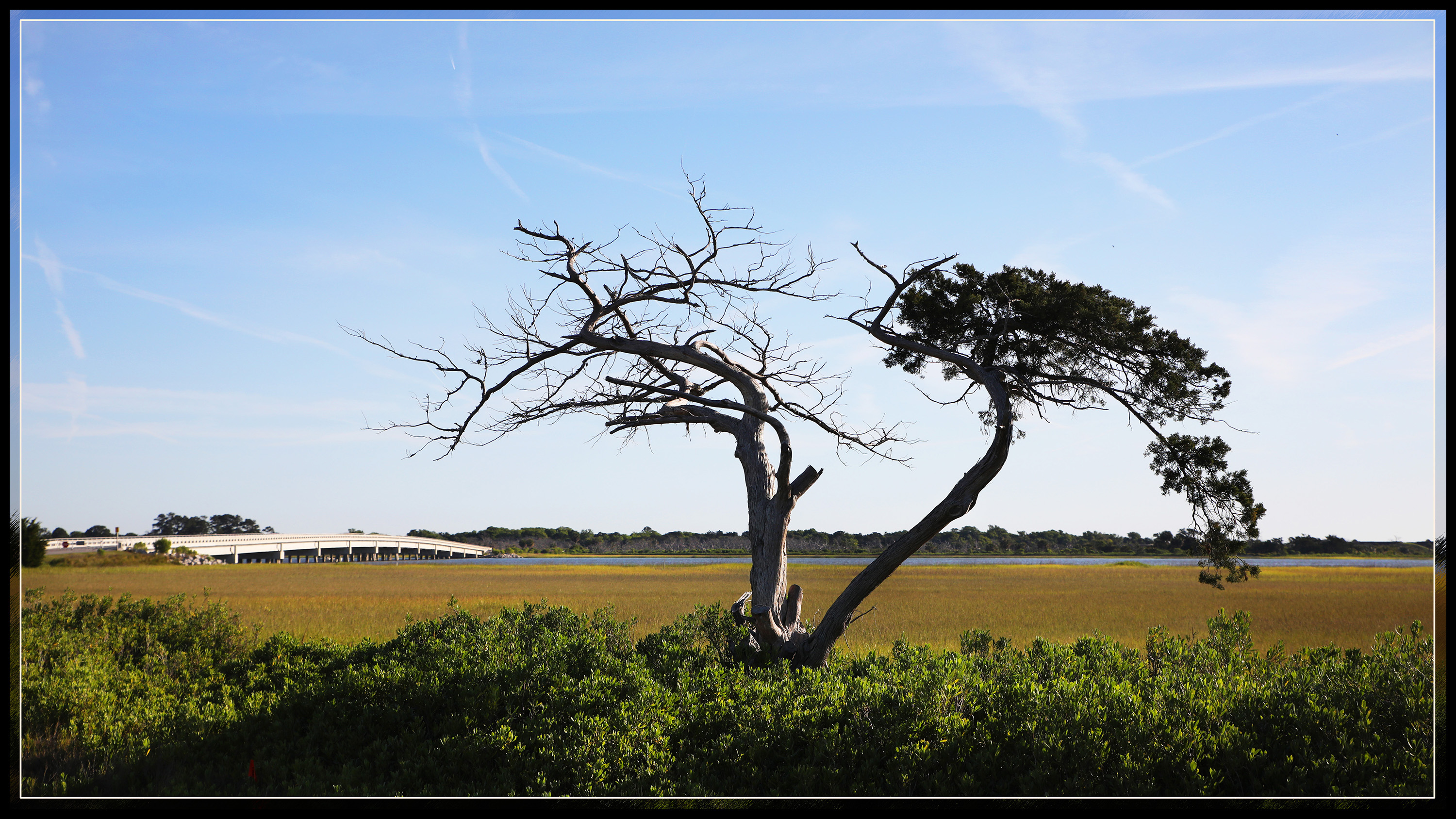 Twisted Tree.jpg