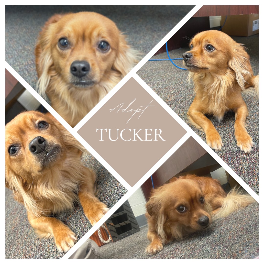 Tucker's photo