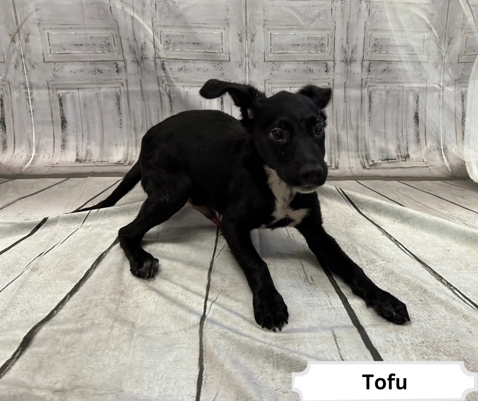 Tofu's photo