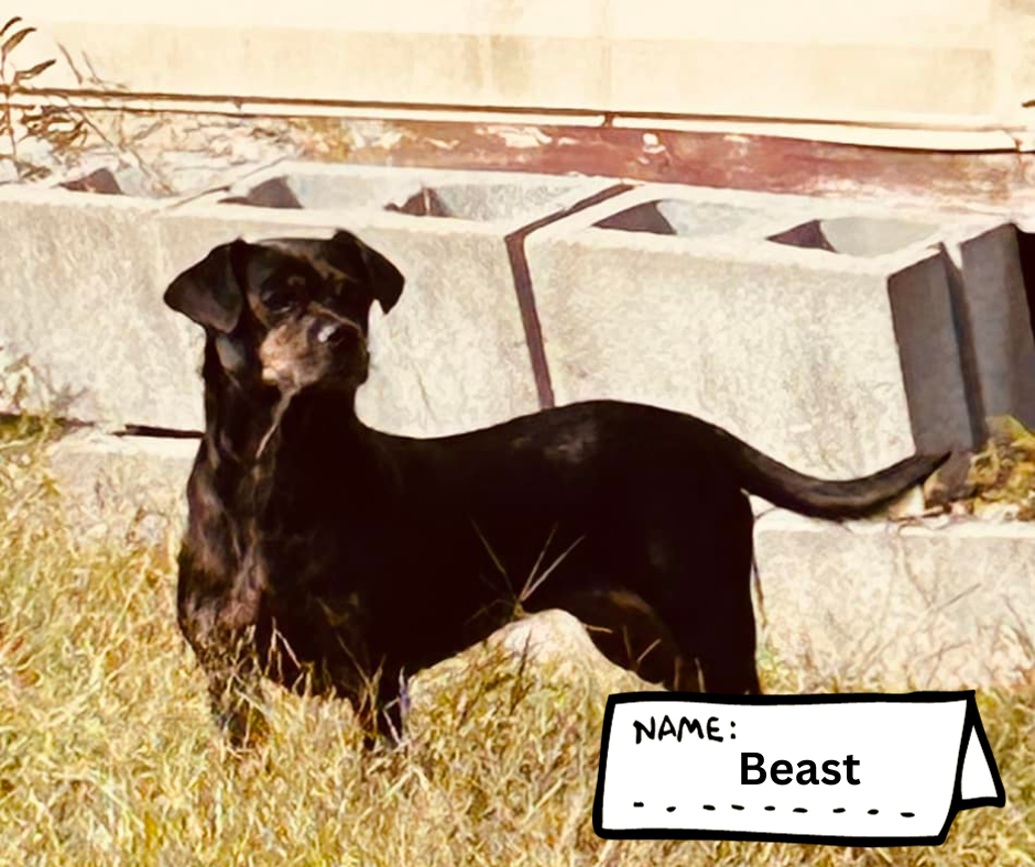 Beast's photo